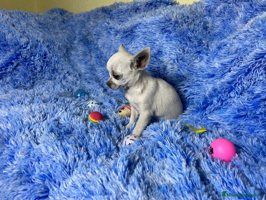 Chihuahua perros en venta: chihuahua hembra  - Imagen 3