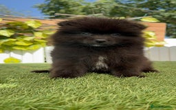 Pomerania perros en venta: POMERANIA MACHO - Imagen 8