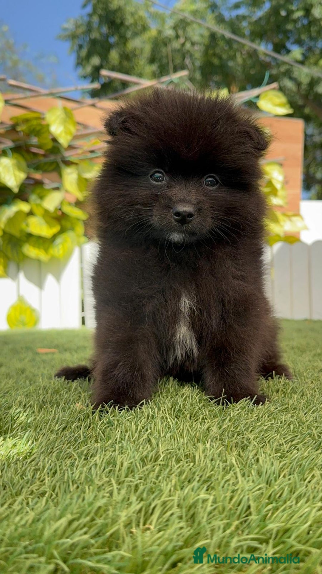 Pomerania perros en venta: POMERANIA MACHO - Imagen 8