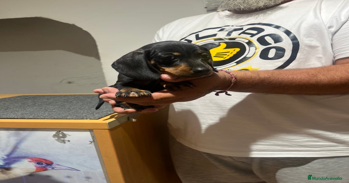Teckel caninchen en venta en Añover de Tajo | MundoAnimalia