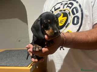 Teckel Miniatura perros - Anuncio 32