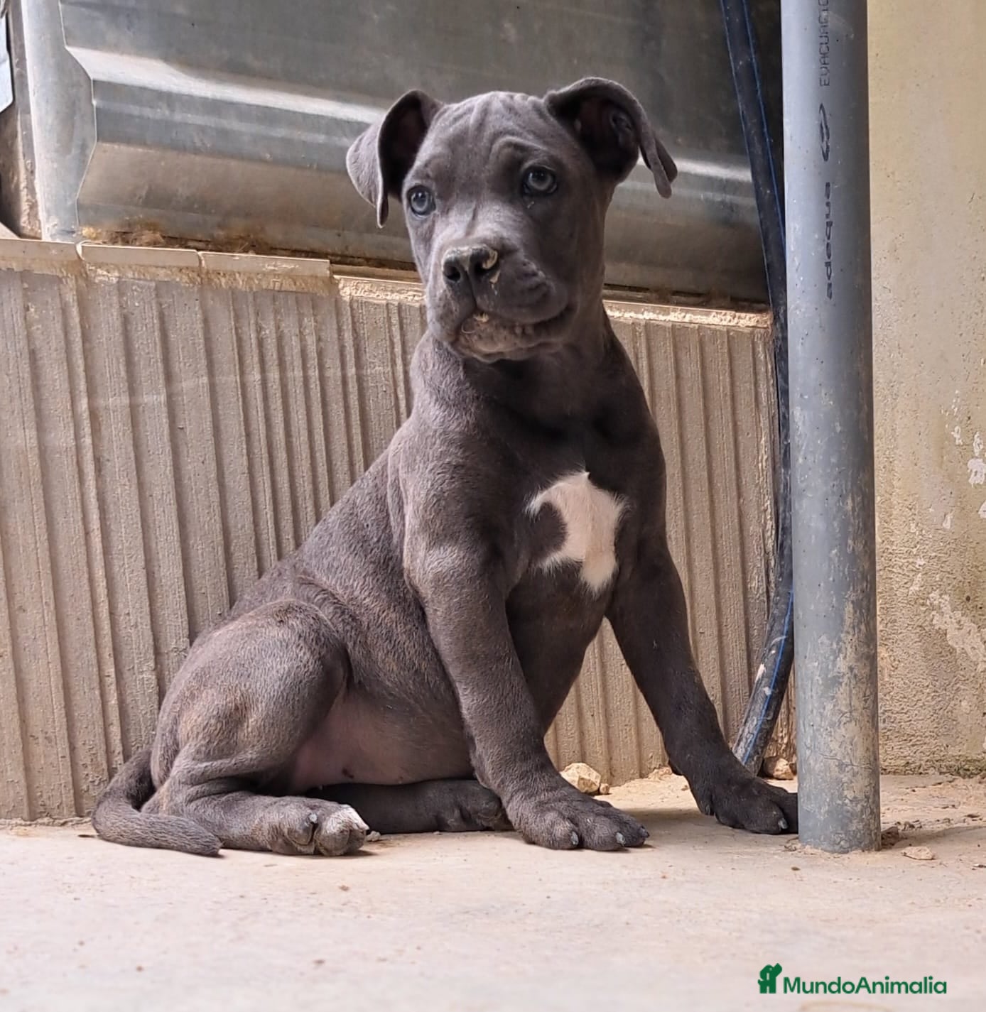 Cane Corso perros Cane Corso  - Anuncio 12
