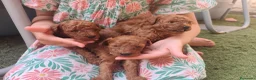 Caniche Toy perros en venta: Preciosos caniches rojos en Madrid - Anuncio 1