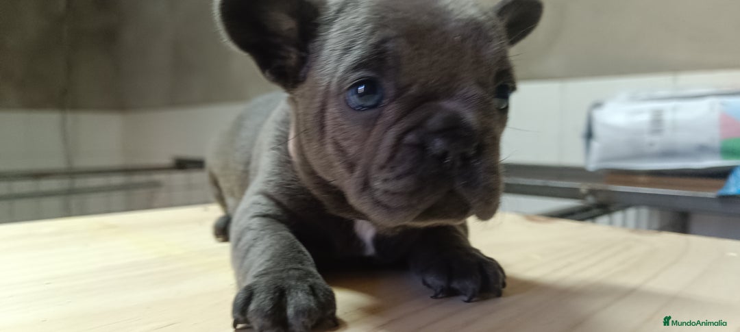 Bulldog Francés perros en venta: Bulldog francés Blue y blue and tang  en León - Imagen 6