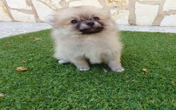 Pomerania perros en venta: Pomerania Cachorros Toy - Imagen 2