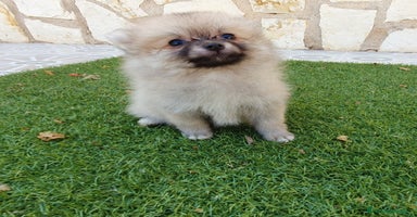 Pomerania perros - Propaganda 10
