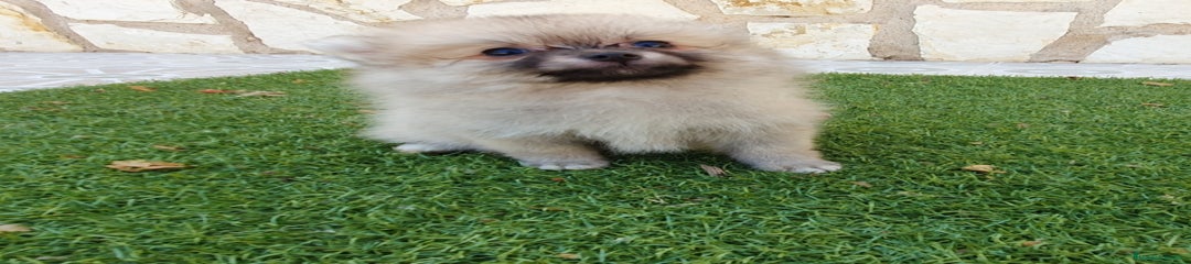 Pomerania Cachorro 2