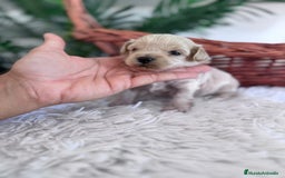 Maltipoo perros en venta: MALTIPOO MACHO - Imagen 23