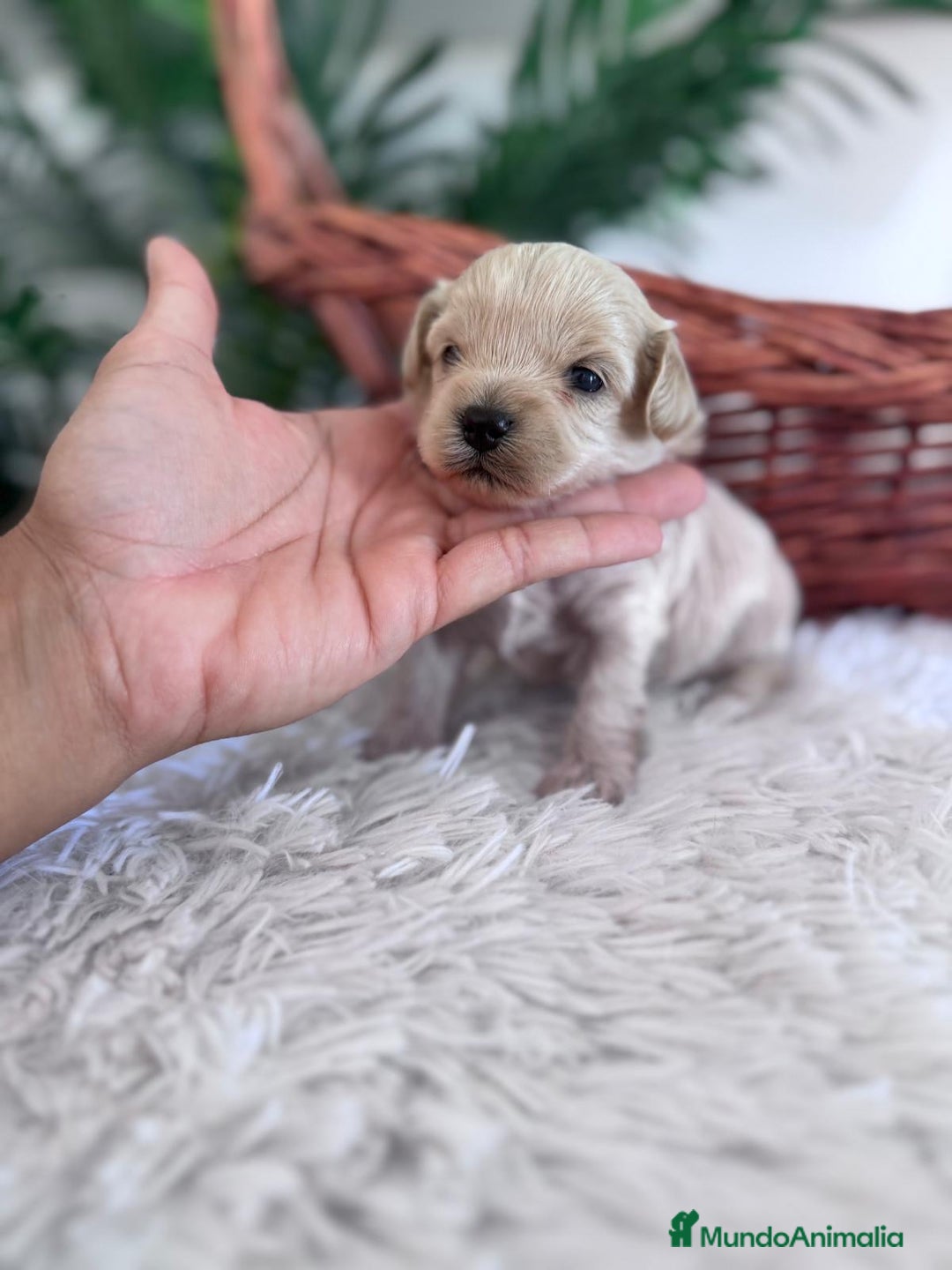 Maltipoo perros en venta: MALTIPOO MACHO - Imagen 23