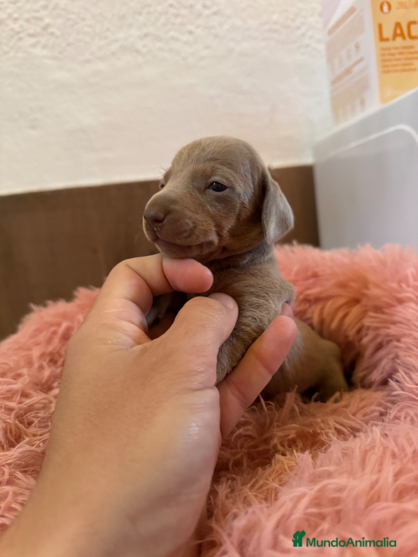 Teckel Miniatura perros teckel  - Anuncio 2