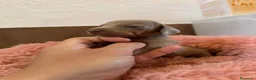 Teckel Miniatura perros en venta: teckel  - Anuncio 1