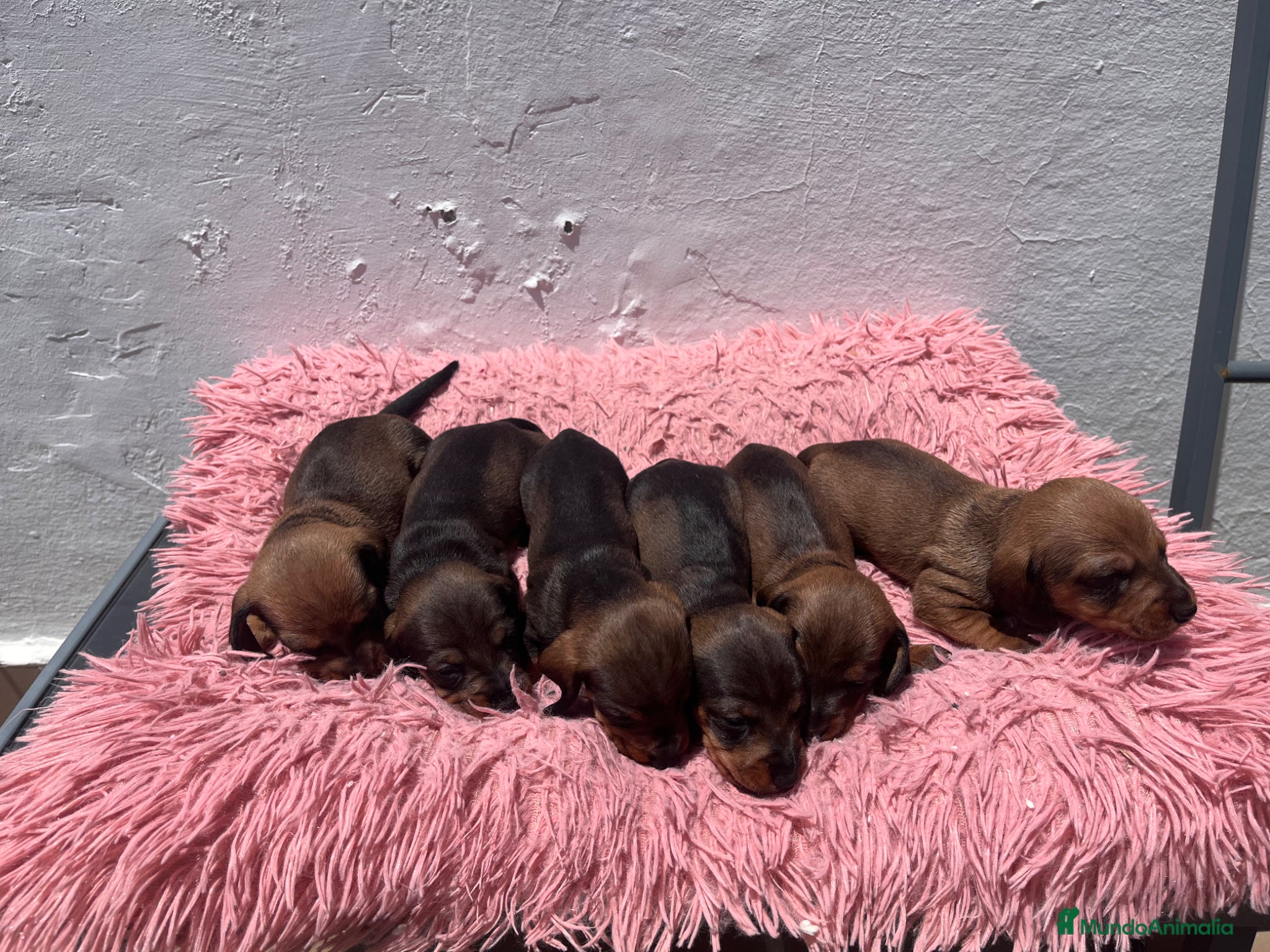 Teckel Miniatura perros Cachorritos de teckel - Anuncio 1