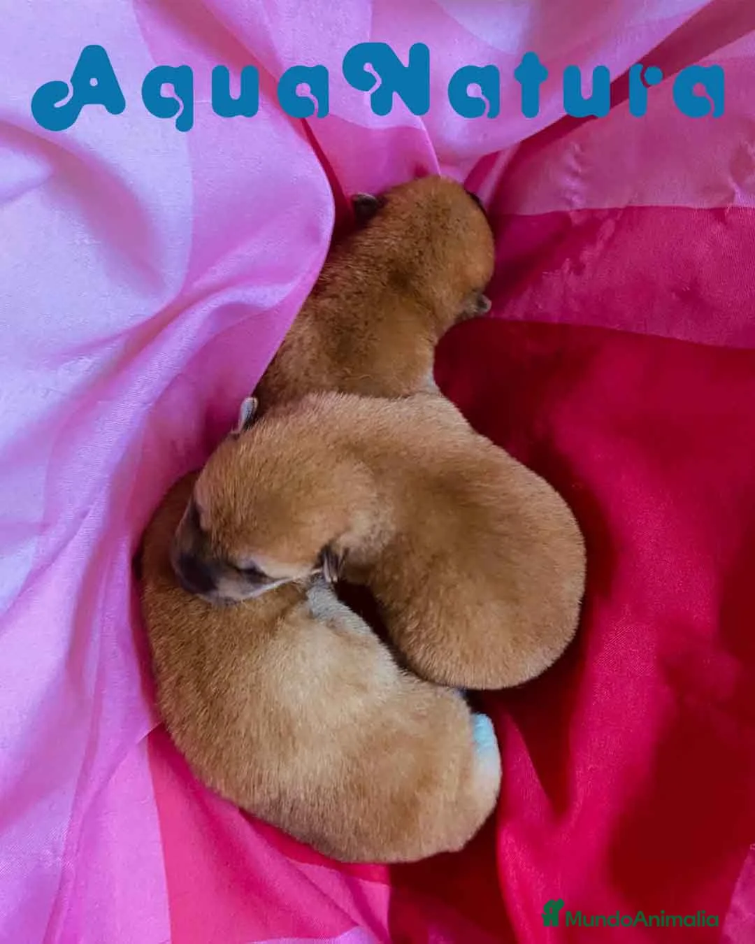 Shiba Inu perros en venta:  Camada Shiba Inu de Maya y Silvio AQUANATURA en Barcelona - Anuncio 4