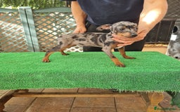 Ratón de Praga perros en venta: Raton de praga - Imagen 4
