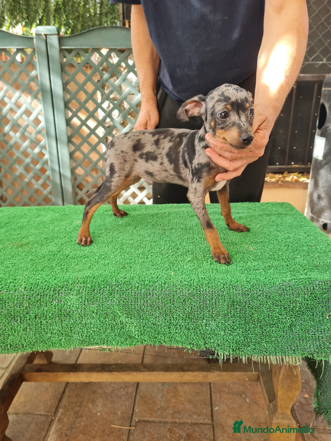Ratón de Praga perros en venta: Raton de praga - Imagen 4