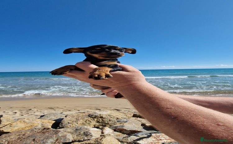 Pinscher Miniatura perros - Anuncio 12