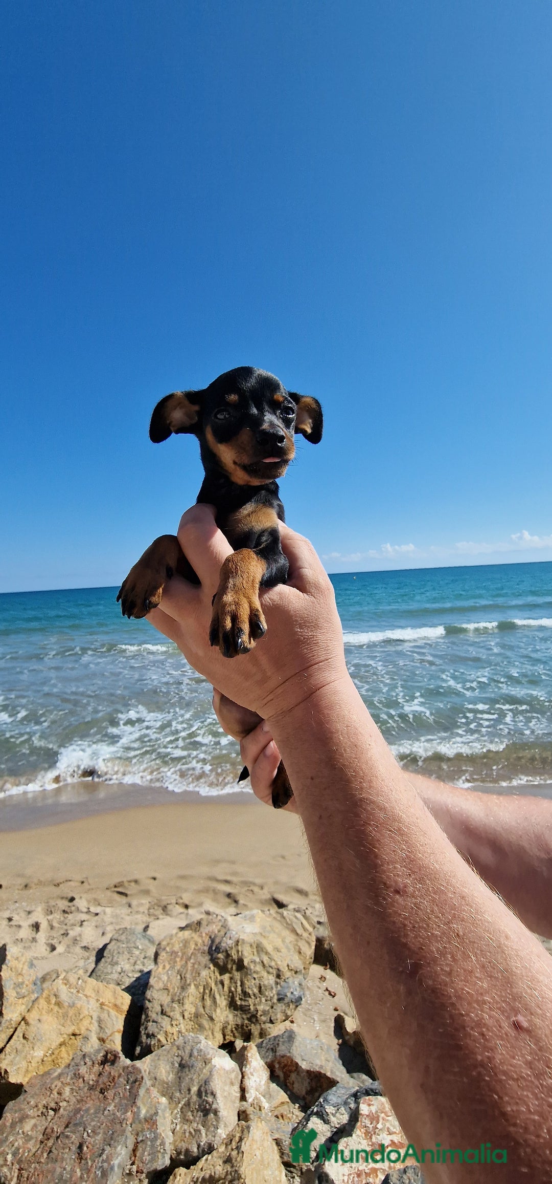 Pinscher Miniatura perros en venta: TOY TOY MINI PINCHER HEMBRA - Imagen 1