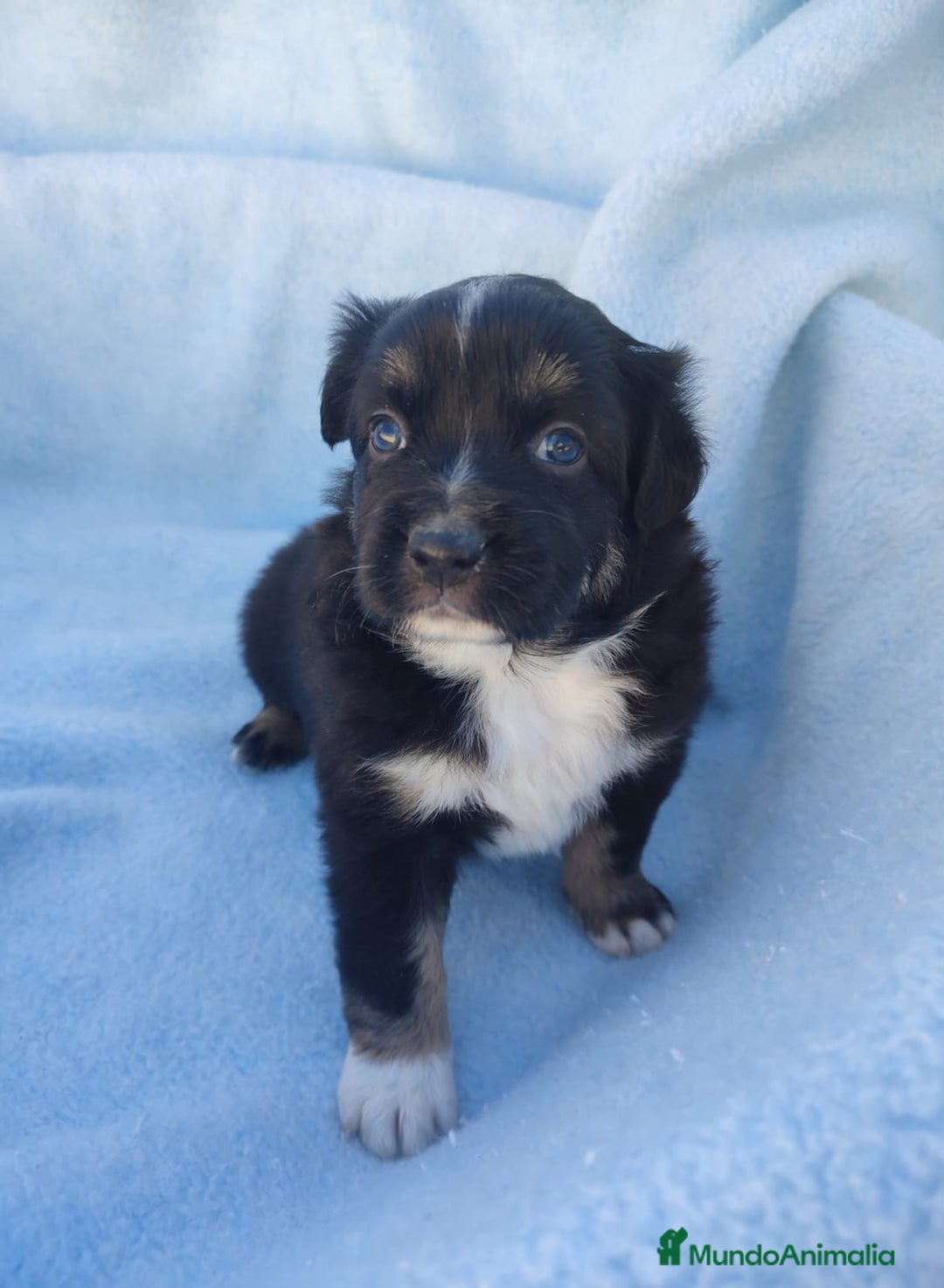 Pastor Miniatura Americano perros en venta: Pastor Americano  - Anuncio 5