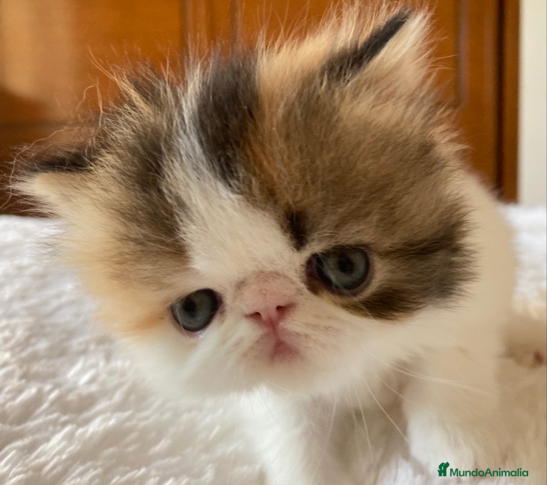 Persa gatos en venta: Dos gatas y un gato con pedigree exclusivo - Imagen 4