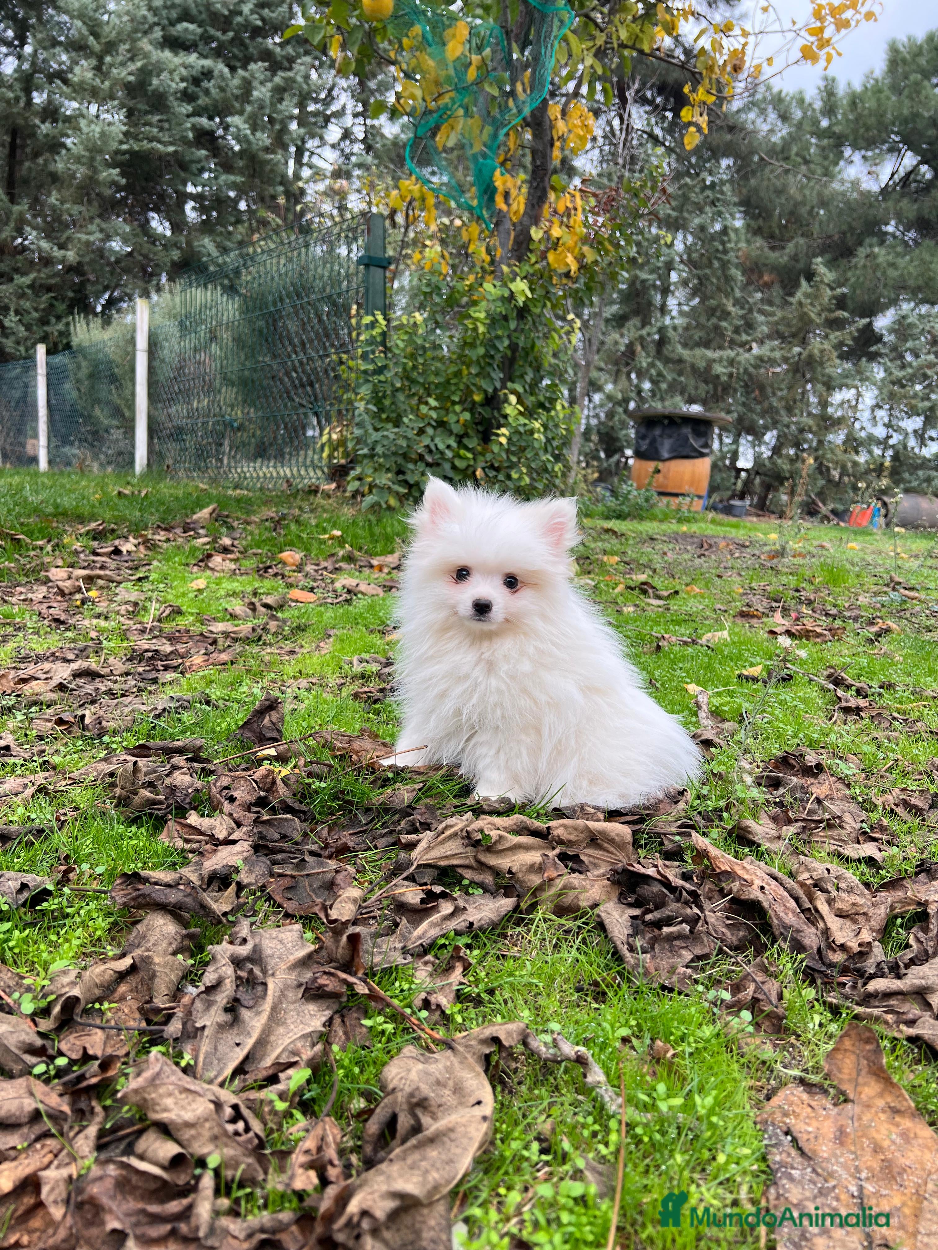 Pomerania perros Pomerania - Anuncio 22