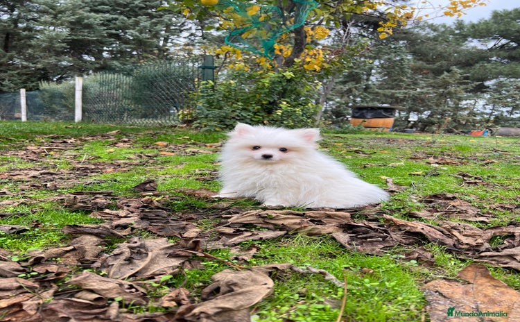 Pomerania perros Pomerania - Anuncio 1