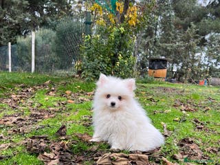 Pomerania perros Pomerania - Anuncio 31