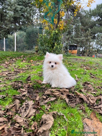 Pomerania perros Pomerania - Anuncio 1