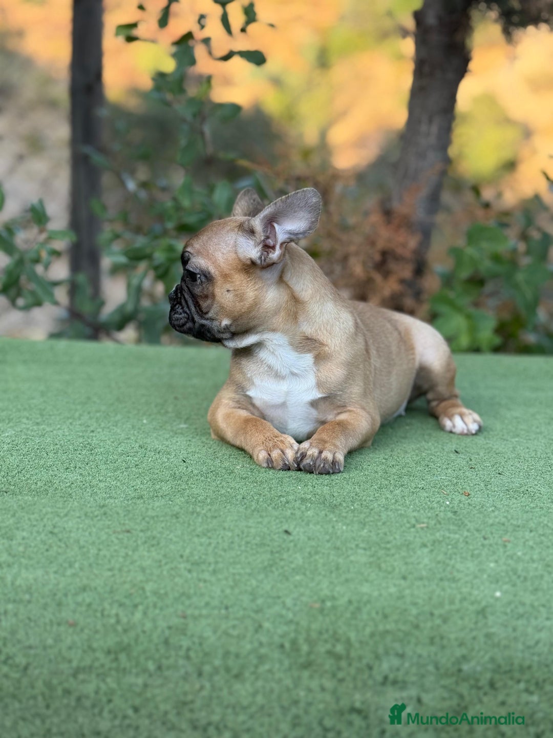 Bulldog Francés perros en venta: Bulldog francés Hembra Fawn  - Imagen 2