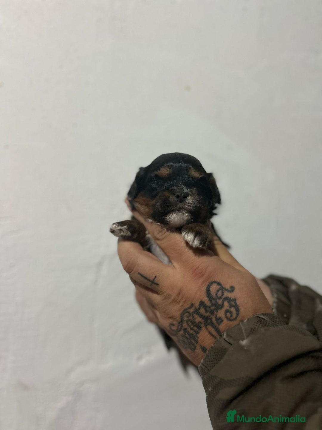 Shihpoo perros en venta: Shihpoo - Anuncio 3