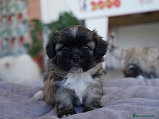 Maltipoo perros - Anuncio 1