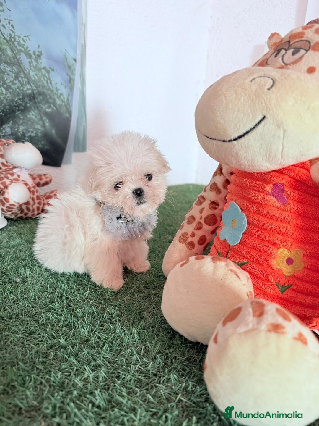 Bichón Maltés perros en venta: Bichón maltes mini - Anuncio 1