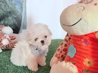 Bichón Maltés perros Bichón maltes mini - Anuncio 22