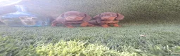 Teckel perros en venta: TECKEL CHOCOLATE / ARLEQUIN - Anuncio 1
