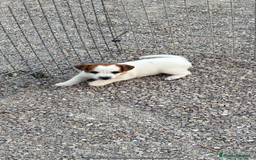 Jack Russell Terrier perros en venta: Cachorra Jack russell  - Imagen 2