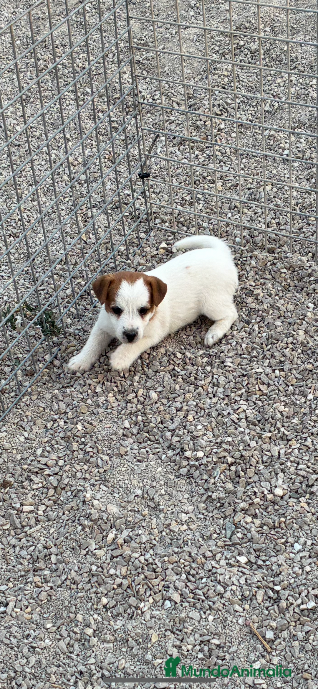 Jack Russell Terrier perros en venta: Cachorra Jack russell  - Imagen 2