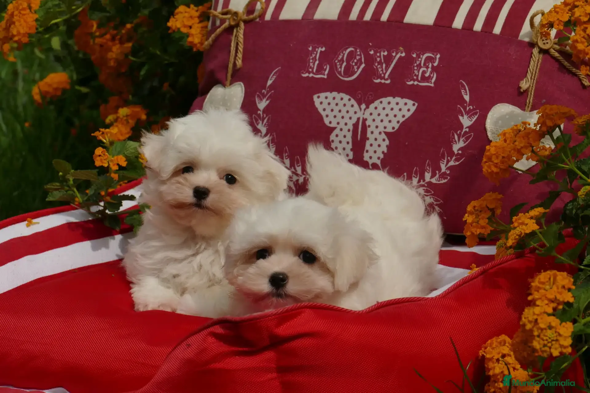 Bichón Maltés perros bichon maltes  - Anuncio 1