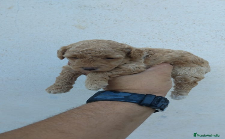 Caniche Toy perros - Anuncio 13