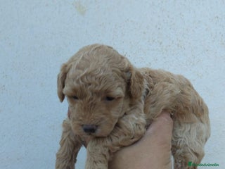Caniche Toy perros - Anuncio 17