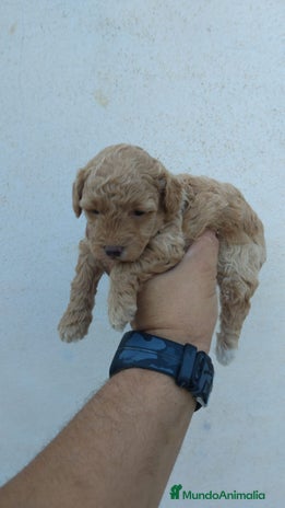 Caniche Toy perros - Anuncio 14