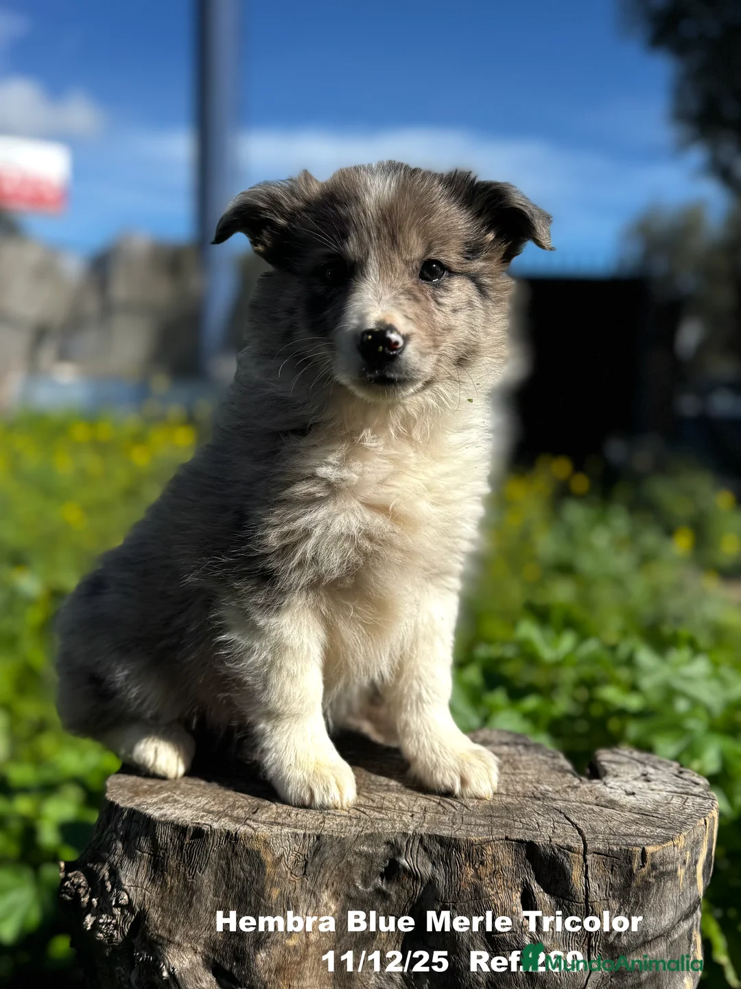 Border Collie perros en venta: BORDER COLLIE - Anuncio 3