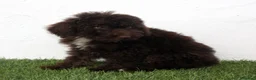 Perro de Agua Español perros en venta: Perro de Agua Español - Anuncio 16