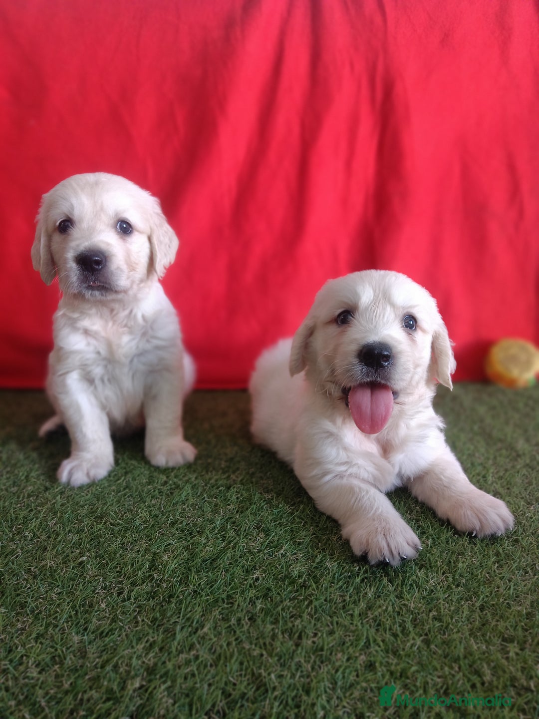 Golden Retriever perros en venta: GOLDEN RETRIEVER  - Imagen 7