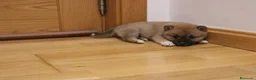 Shiba Inu perros en venta: Cachorros de Shiba inu - Anuncio 1
