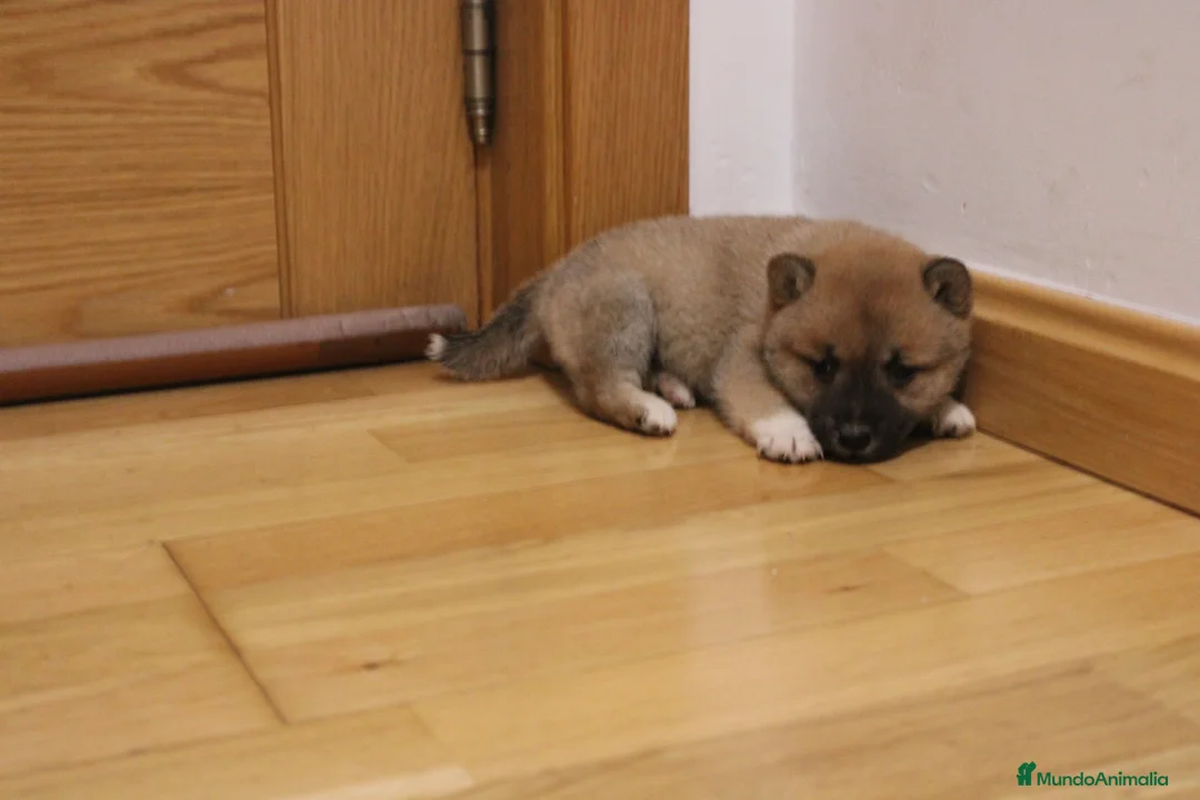 Shiba Inu perros en venta: Cachorros de Shiba inu - Anuncio 1