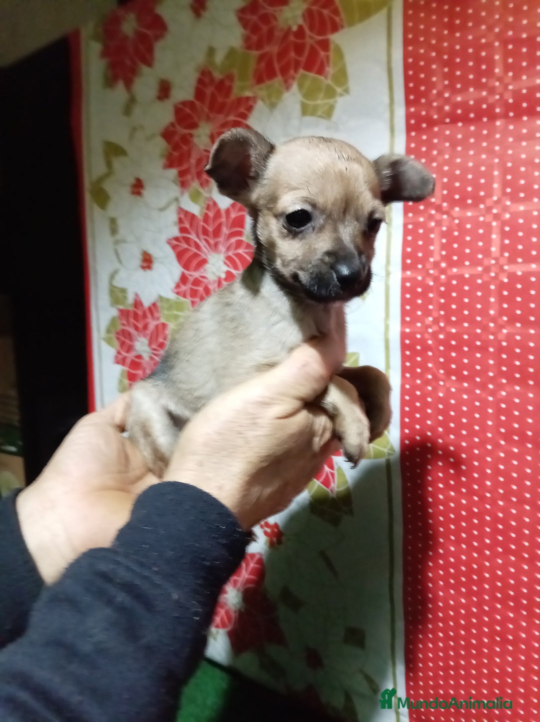 Raza Mixta perros en venta: Cruce ratón de Praga  con  chihuahua - Anuncio 10