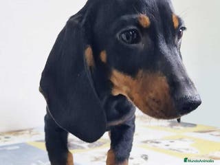 Teckel perros Teckel Hembra 9972 - AQUANATURA en Barcelona - Anuncio 26