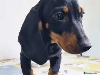 Teckel perros Teckel Hembra 9972 - AQUANATURA en Barcelona - Anuncio 35