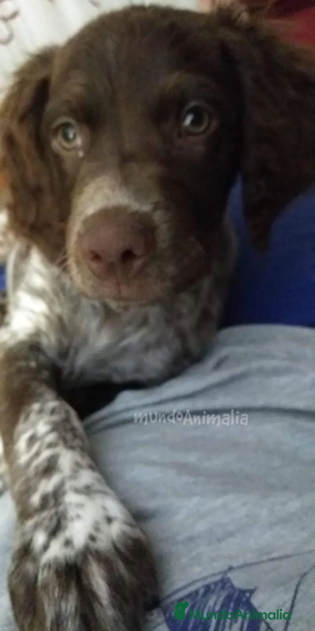 Imagen de galería {{count}}