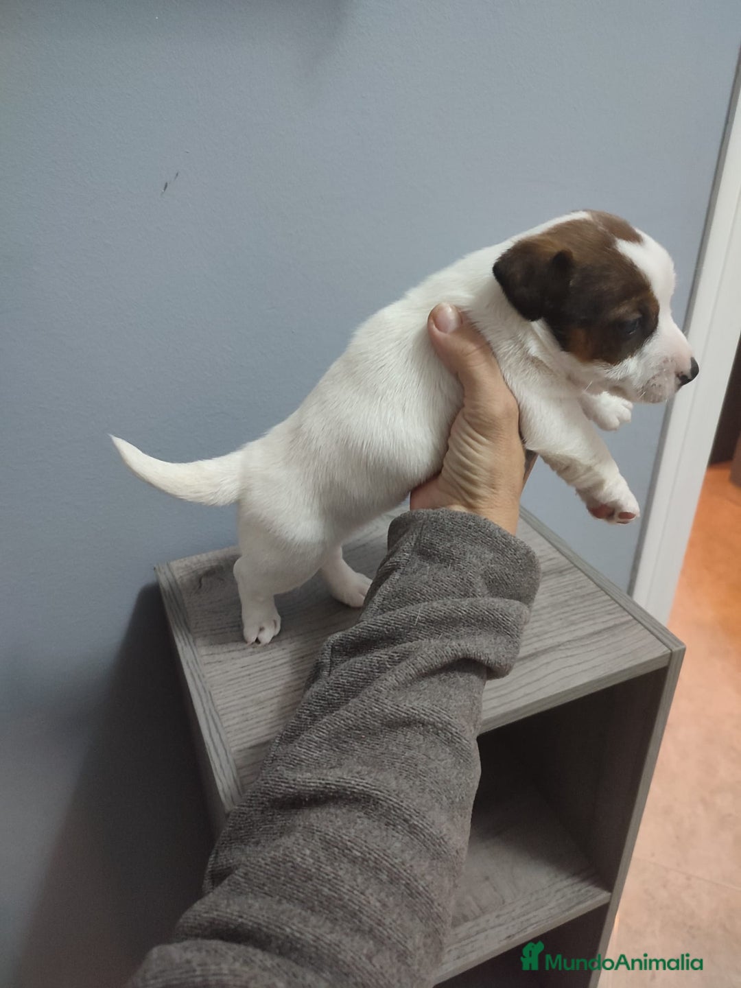Jack Russell Terrier perros en venta: Jack Russell Navalcarnero  - Anuncio 7