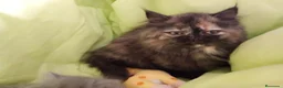 Persa gatos en venta: Disponible gatitos persa himalayo  - Anuncio 4